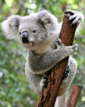 kola austrailia