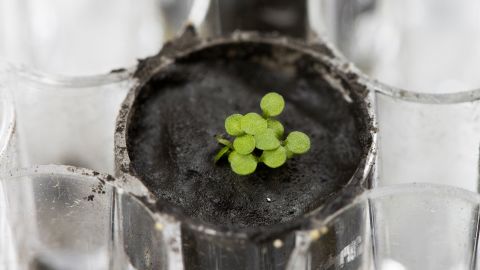 For the first time, plants grew on the lunar soil